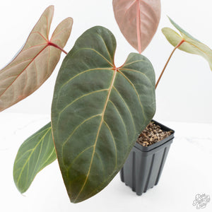 Anthurium Red Velvet Cake '24' x Zara '9' by DocBlock® (wk21-E)