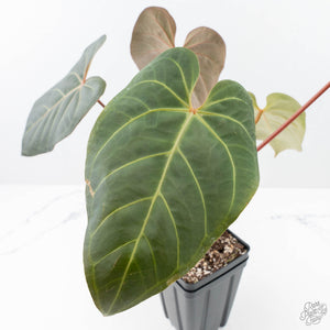 Anthurium Red Velvet Cake '24' x Zara '9' by DocBlock® (wk21-E)