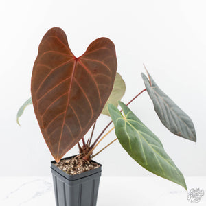 Anthurium Red Velvet Cake '24' x Zara '9' by DocBlock® (wk21-E)