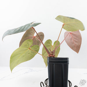 Anthurium Red Velvet Cake '24' x Zara '9' by DocBlock® (wk21-E)