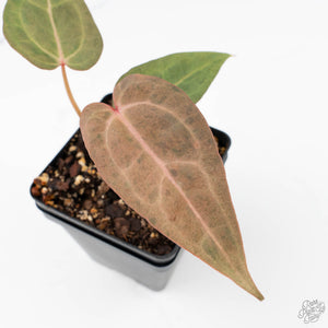 Variegated Anthurium Red Velvet Cake '24' x Zara '9' by DocBlock® (wk22-UB)