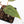 Variegated Anthurium Red Velvet Cake '24' x Zara '9' by DocBlock® (wk22-UB)