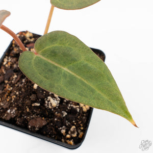 Variegated Anthurium Red Velvet Cake '24' x Zara '9' by DocBlock® (wk22-UB)