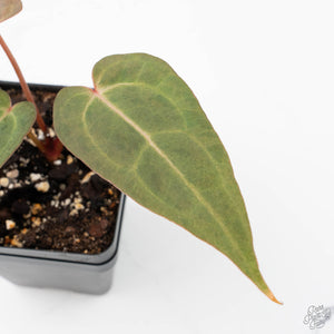 Variegated Anthurium Red Velvet Cake '24' x Zara '9' by DocBlock® (wk22-UB)