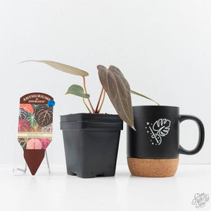 Anthurium Red Velvet Cake '24' x Dark & Handsome '9' by DocBlock®  (wk23-D)