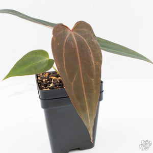 Anthurium Red Velvet Cake '24' x Dark & Handsome '9' by DocBlock®  (wk23-D)