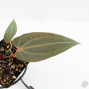 Anthurium Red Velvet Cake '24' x Dark & Handsome '9' by DocBlock®  (wk23-D)
