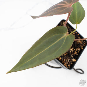 Anthurium Red Velvet Cake '24' x Dark & Handsome '9' by DocBlock®  (wk23-D)