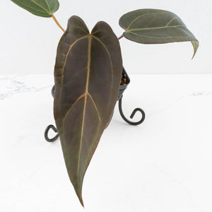 Anthurium Red Velvet Cake '24' x Dark & Handsome '9' by DocBlock®  (wk32-M)