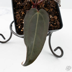 Anthurium Red Velvet Cake '24' x Dark & Handsome '9' by DocBlock®  (wk24-M)