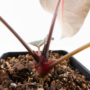 Anthurium Red Velvet Cake '24' x Dark & Handsome '9' by DocBlock®  (wk32-M)