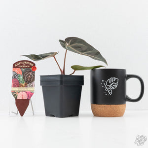 Anthurium Red Velvet Cake '24' x Dark & Handsome '9' by DocBlock®  (wk25-F)