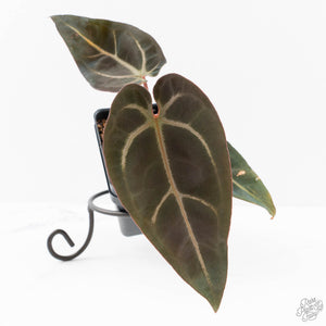 Anthurium Red Velvet Cake '24' x Dark & Handsome '9' by DocBlock®  (wk25-F)