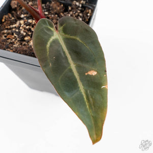 Anthurium Red Velvet Cake '24' x Dark & Handsome '9' by DocBlock®  (wk25-F)