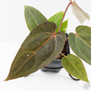 Variegated Anthurium Red Velvet Cake '24' x Dark & Handsome '9' by DocBlock®  (wk26-UL)