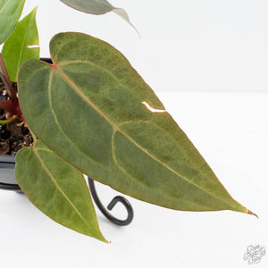 Variegated Anthurium Red Velvet Cake '24' x Dark & Handsome '9' by DocBlock®  (wk26-UL)