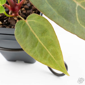 Variegated Anthurium Red Velvet Cake '24' x Dark & Handsome '9' by DocBlock®  (wk26-UL)