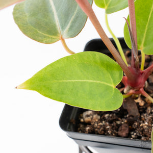 Variegated Anthurium Red Velvet Cake '24' x Dark & Handsome '9' by DocBlock®  (wk26-UL)