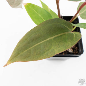 Variegated Anthurium Red Velvet Cake '24' x Dark & Handsome '9' by DocBlock®  (wk26-UL)
