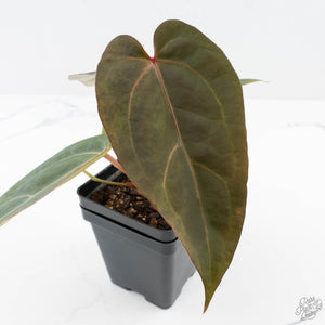 Variegated Anthurium Red Velvet Cake '24' x Dark & Handsome '9' by DocBlock®  (wk26-UL)