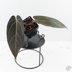 Anthurium Red Velvet Cake '24' x Dark & Handsome '9' by DocBlock®  (wk28-M)