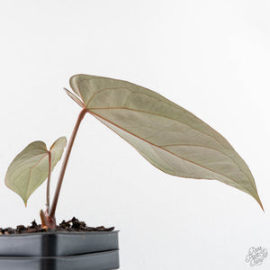 Anthurium Red Velvet Cake '24' x Dark & Handsome '9' by DocBlock®  (wk28-M)