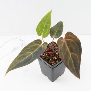 Variegated Anthurium Red Velvet Cake '24' x Dark & Handsome '9' by DocBlock®  (wk33-U18)