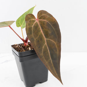 Variegated Anthurium Red Velvet Cake '24' x Dark & Handsome '9' by DocBlock®  (wk33-U18)