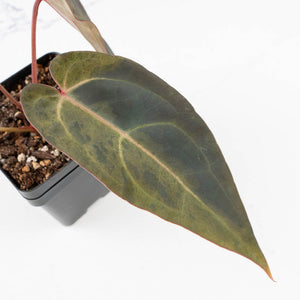 Variegated Anthurium Red Velvet Cake '24' x Dark & Handsome '9' by DocBlock®  (wk33-U18)