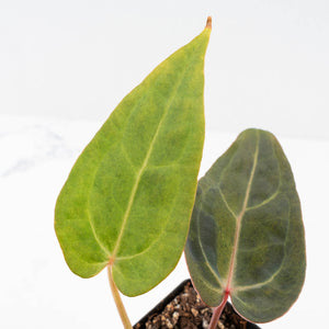 Variegated Anthurium Red Velvet Cake '24' x Dark & Handsome '9' by DocBlock®  (wk33-U18)