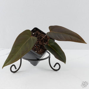 Anthurium Red Velvet Cake '24' x Dark & Handsome '9' by DocBlock  (wk41-L354)