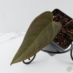 Anthurium Red Velvet Cake '24' x Dark & Handsome '9' by DocBlock  (wk41-L354)
