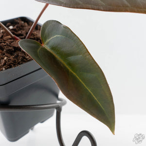 Anthurium Red Velvet Cake '24' x Dark & Handsome '9' by DocBlock  (wk41-L354)