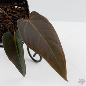 Anthurium Red Velvet Cake '24' x Dark & Handsome '9' by DocBlock  (wk41-L354)