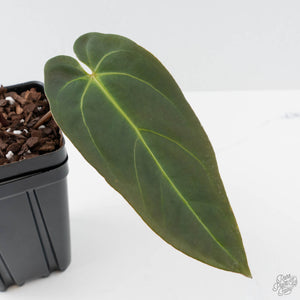 Anthurium Red Velvet Cake '24' x Dark & Handsome '9' by DocBlock  (wk41-L356)