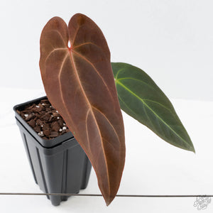 Anthurium Red Velvet Cake '24' x Dark & Handsome '9' by DocBlock  (wk41-L356)