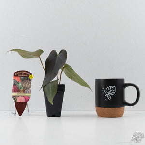 Anthurium Red Velvet Cake '24' x Dark & Handsome '9' by DocBlock  (wk42-L373)