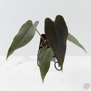 Anthurium Red Velvet Cake '24' x Dark & Handsome '9' by DocBlock  (wk42-L373)