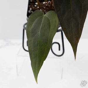 Anthurium Red Velvet Cake '24' x Dark & Handsome '9' by DocBlock  (wk42-L373)