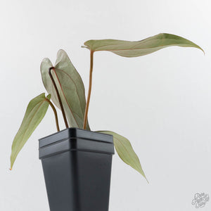 Anthurium Red Velvet Cake '24' x Dark & Handsome '9' by DocBlock  (wk42-L373)