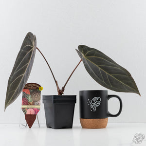 Anthurium Red Velvet Cake '24' x Dark & Handsome '9' by DocBlock  (wk42-L94)