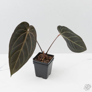 Anthurium Red Velvet Cake '24' x Dark & Handsome '9' by DocBlock  (wk42-L94)