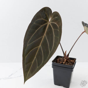 Anthurium Red Velvet Cake '24' x Dark & Handsome '9' by DocBlock  (wk42-L94)