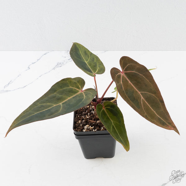 Variegated Anthurium Red Velvet Cake '24' x Dark & Handsome '9' by