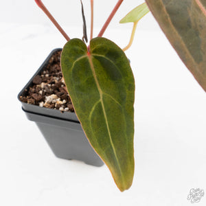 Variegated Anthurium Red Velvet Cake '24' x Dark & Handsome '9' by DocBlock  (wk40-U18)