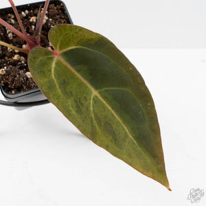 Variegated Anthurium Red Velvet Cake '24' x Dark & Handsome '9' by DocBlock  (wk40-U18)