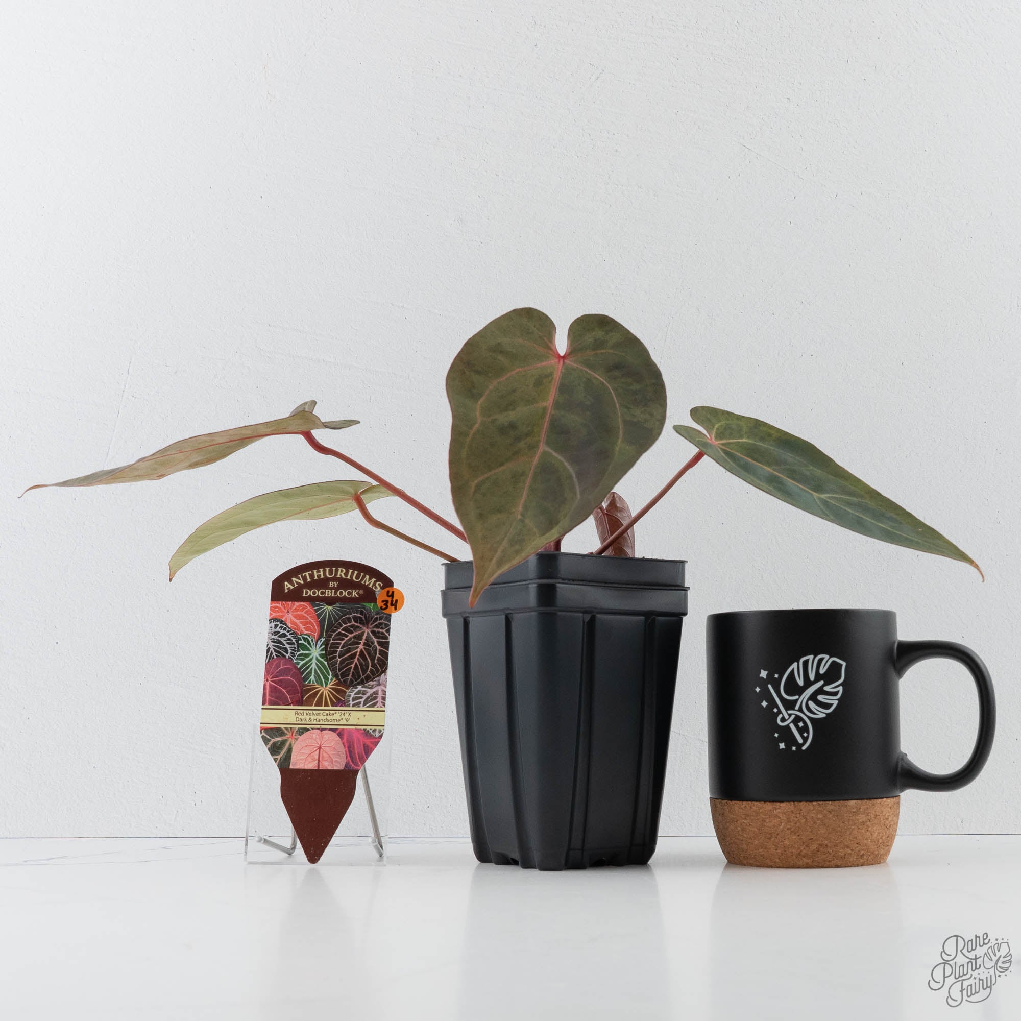 Variegated Anthurium Red Velvet Cake '24' x Dark & Handsome '9' by