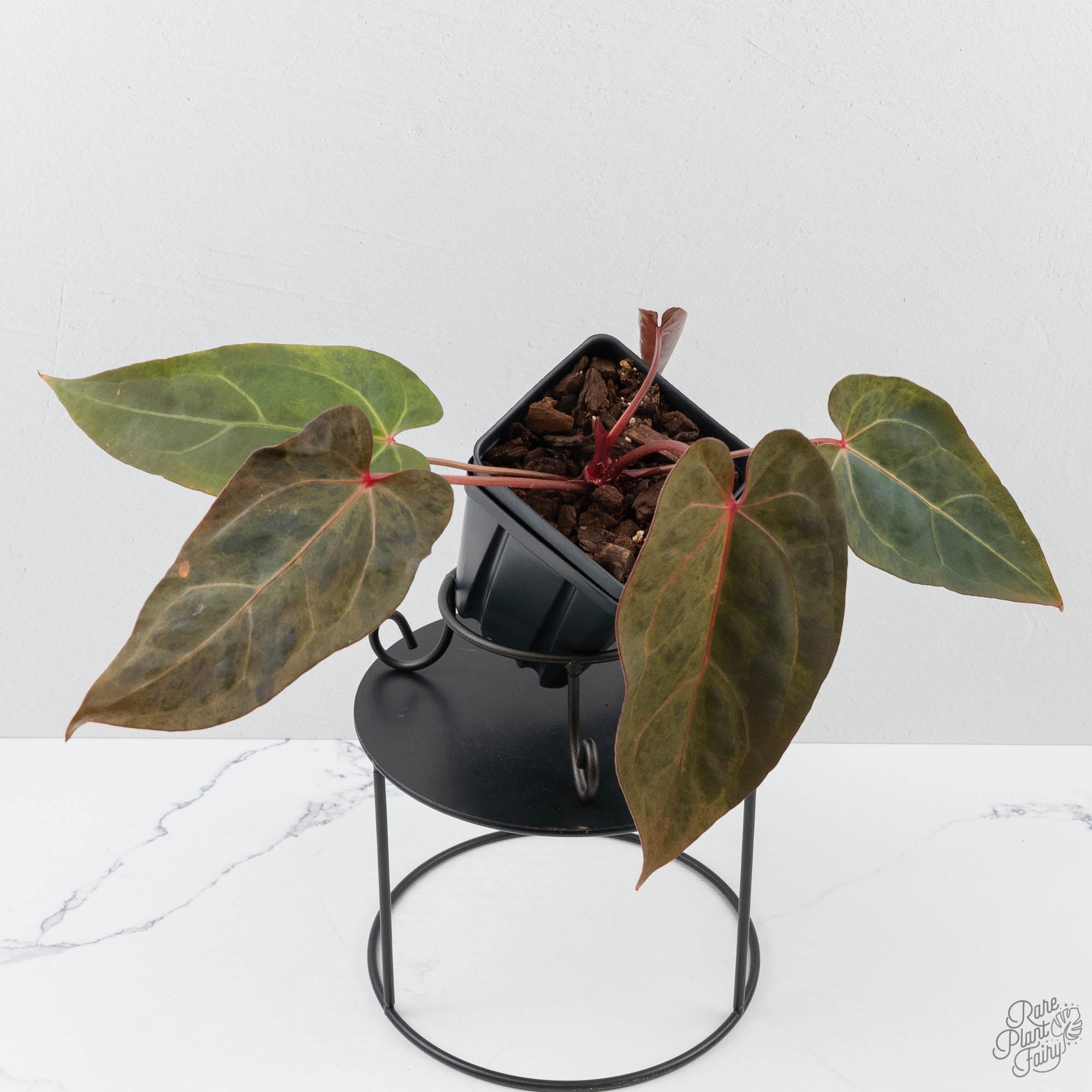 Variegated Anthurium Red Velvet Cake '24' x Dark & Handsome '9' by