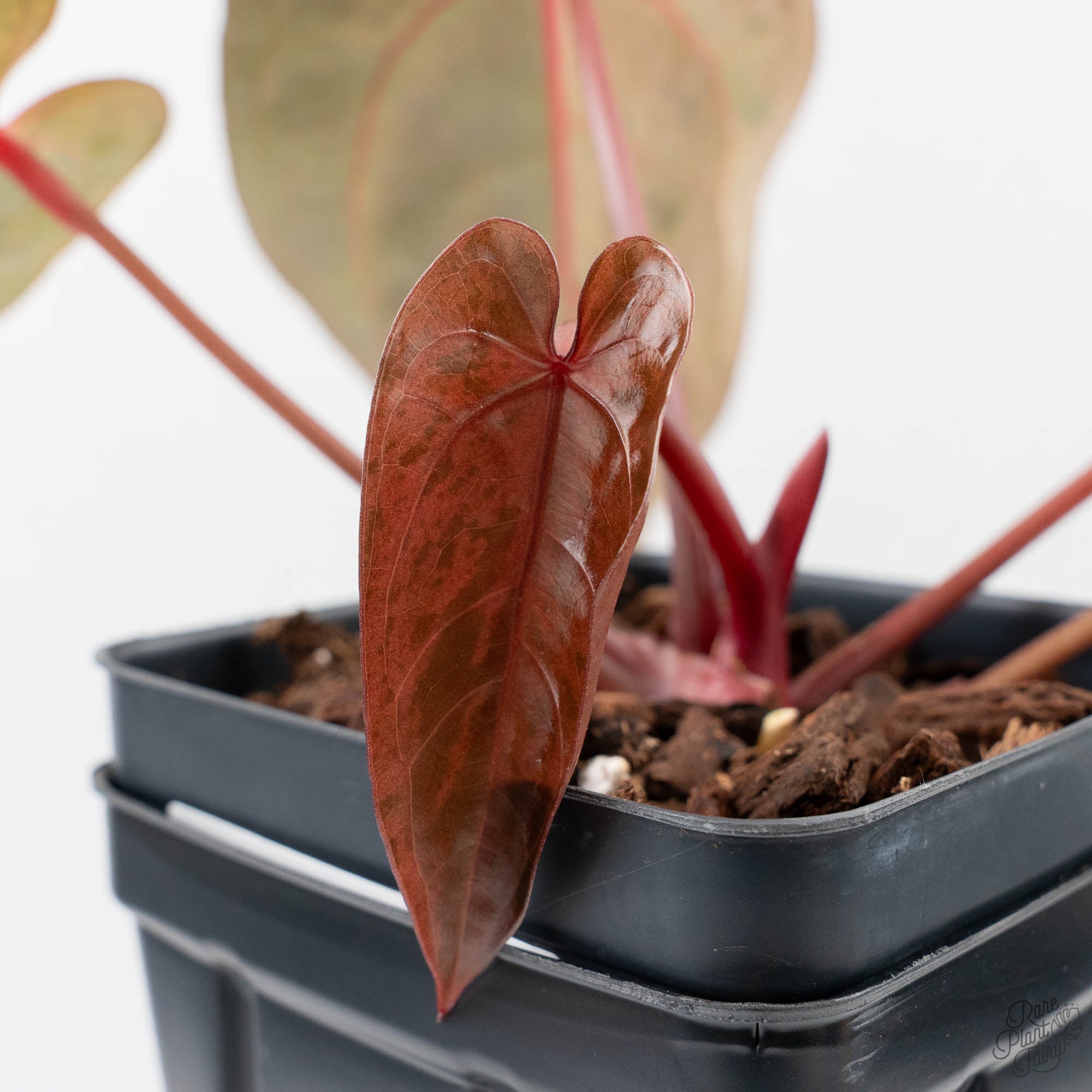 Variegated Anthurium Red Velvet Cake '24' x Dark & Handsome '9' by