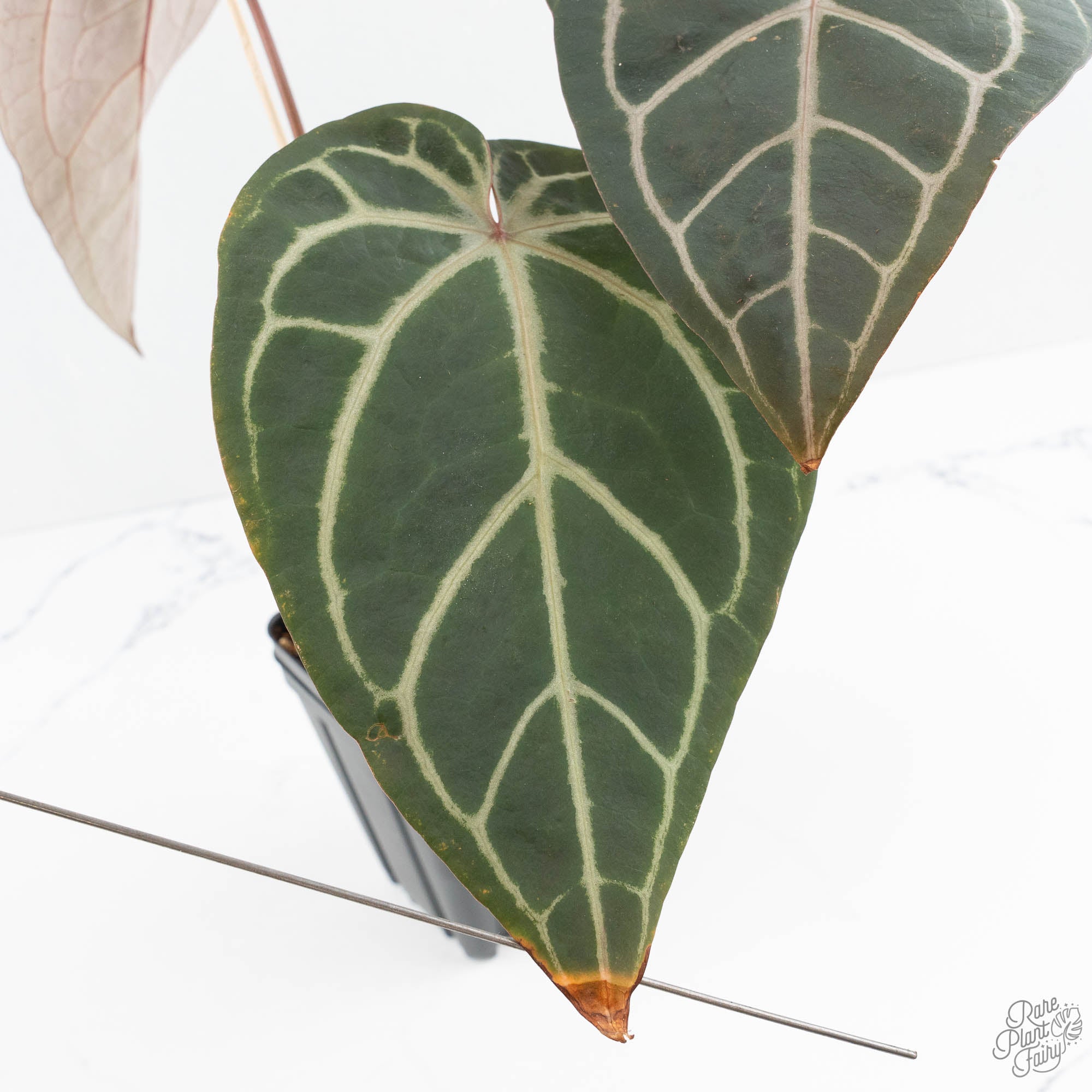Anthurium Red Velvet Cake '24' x Home, Sweet Home '32' by DocBlock